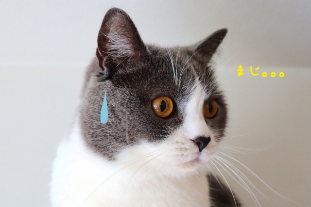 ねこ