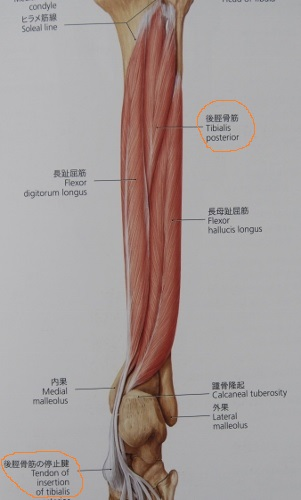 後脛骨筋