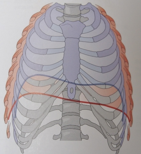 P8010007 (458x500)