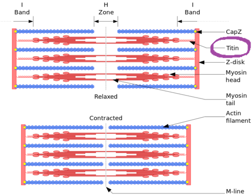 Sarcomere.svg_2.png
