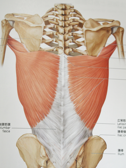 広背筋