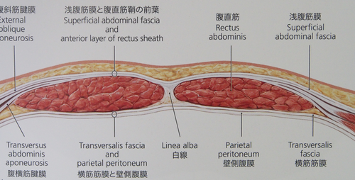 腹直筋